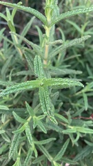 Cistus monspeliensis