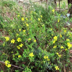 Hibbertia riparia