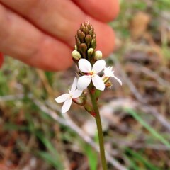 Stylidium armeria