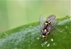 Liriomyza clianthi