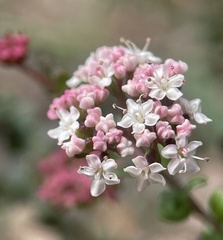 Platysace lanceolata