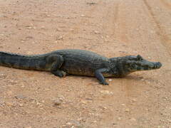 Caiman yacare