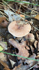 Lactarius xanthogalactus