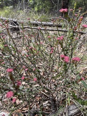 Platysace lanceolata