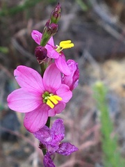 Ixia scillaris