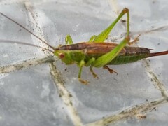 Conocephalus dorsalis