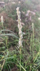 Sesleria autumnalis