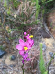 Ixia scillaris