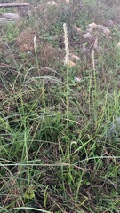 Sesleria autumnalis