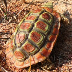 Homopus areolatus
