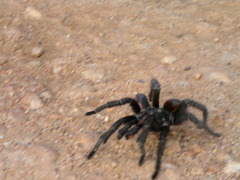 Acanthoscurria