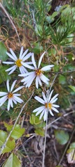 Felicia filifolia