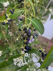 Cestrum diurnum