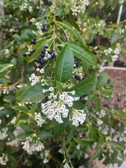 Cestrum diurnum