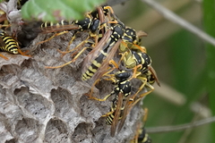 Polistes gallicus