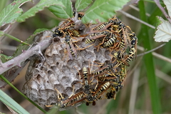 Polistes gallicus