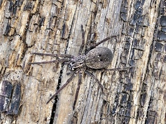Mituliodon tarantulinus