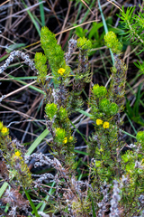 Aspalathus gerrardii