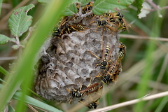 Polistes gallicus