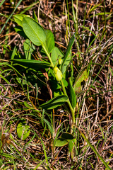 Basananthe sandersonii