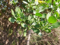 Osteospermum moniliferum