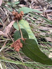 Lasiopetalum macrophyllum