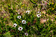 Callilepis laureola