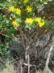 Osteospermum moniliferum
