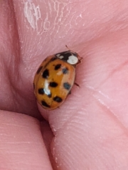 Harmonia axyridis