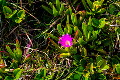 Carpobrotus dimidiatus