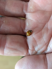 Harmonia axyridis