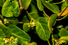 Cynanchum obtusifolium