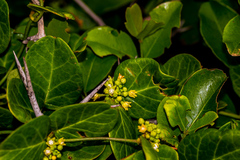 Cynanchum obtusifolium