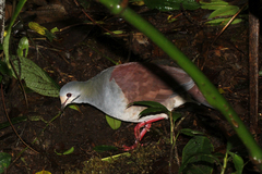 Zentrygon costaricensis