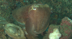 Sepia latimanus