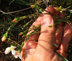 Lachnaea grandiflora