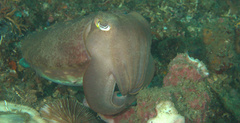 Sepia latimanus