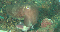 Sepia latimanus