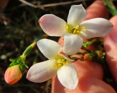 Lachnaea grandiflora