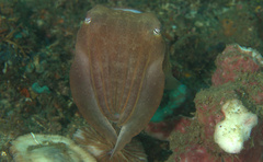 Sepia latimanus