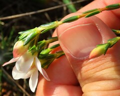 Lachnaea grandiflora
