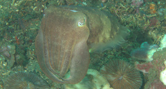 Sepia latimanus