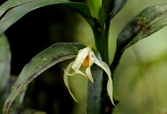 Maxillaria inaudita