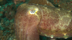Sepia latimanus