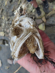 Pseudophycis bachus