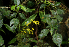 Oncidium cheirophorum