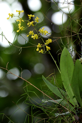 Oncidium cheirophorum