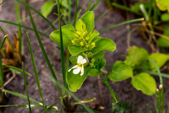 Dyschoriste setigera