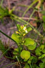 Dyschoriste setigera