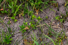 Dyschoriste setigera